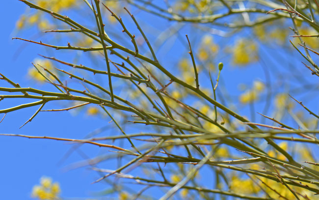 Yellow Paloverde has green or yellow leaves although the leaves are absent most of the year. Parkinsonia microphylla